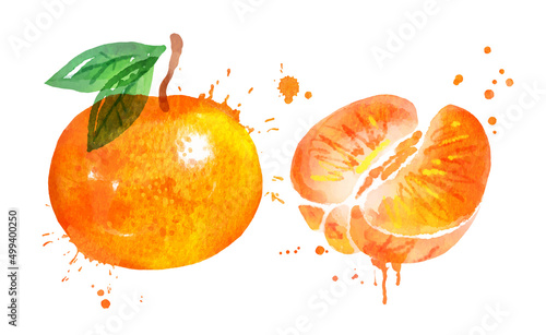 Watercolor vector illustration of mandarin