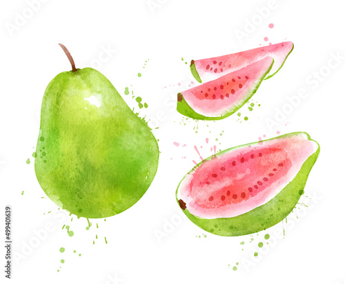 Watercolor vector illustration of Pink Guava 
