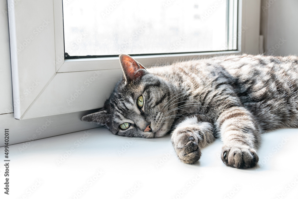 A cute grey tabby cat lying near window, relaxing in the sunshine, looking at the camera