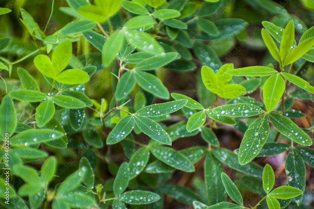 Fresh clover leaves with morning dew and water droplets Fresh clover leaves with morning dew and water droplets