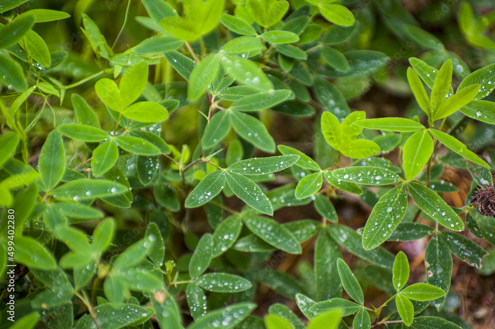 Fresh clover leaves with morning dew and water droplets Fresh clover leaves with morning dew and water droplets