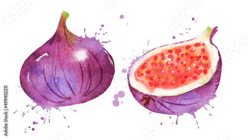 Watercolor vector illustration of figs
