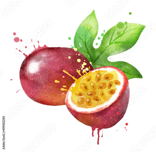 Watercolor vector illustration of passionfruit photo