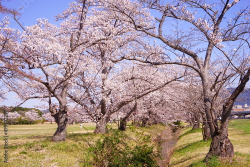 日本 奈良 奈良公園 桜の花