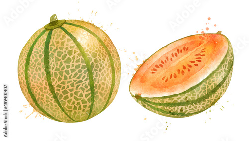 Watercolor vector illustration of Melon Cantaloupe