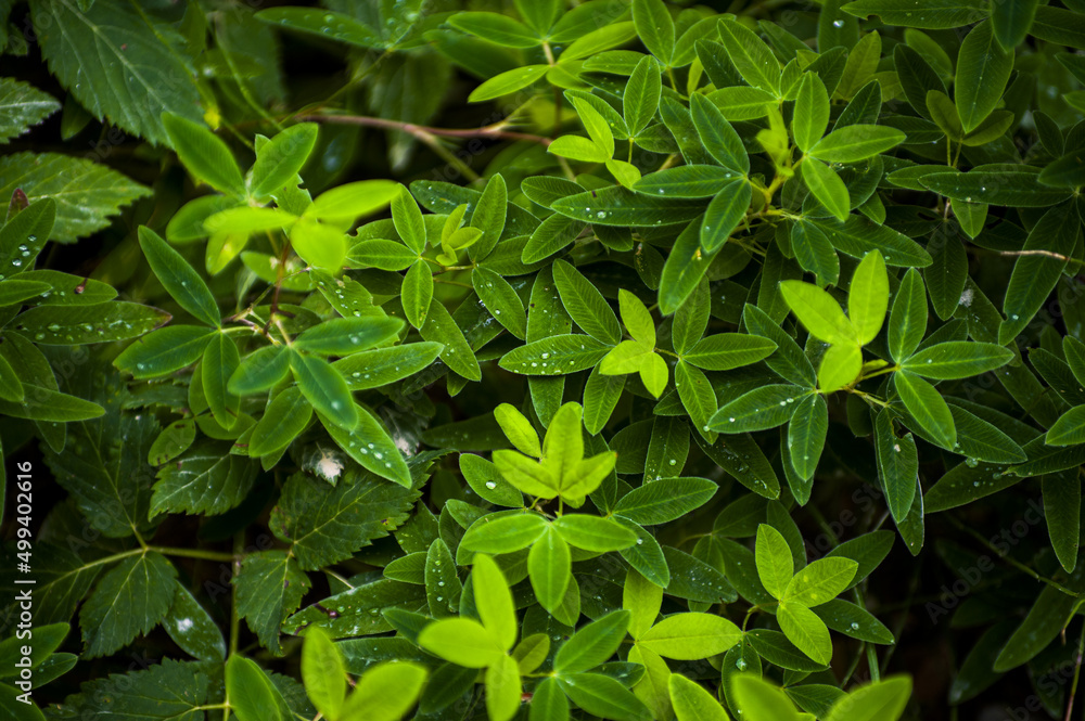 Fresh clover leaves with morning dew and water droplets Fresh clover leaves with morning dew and water droplets