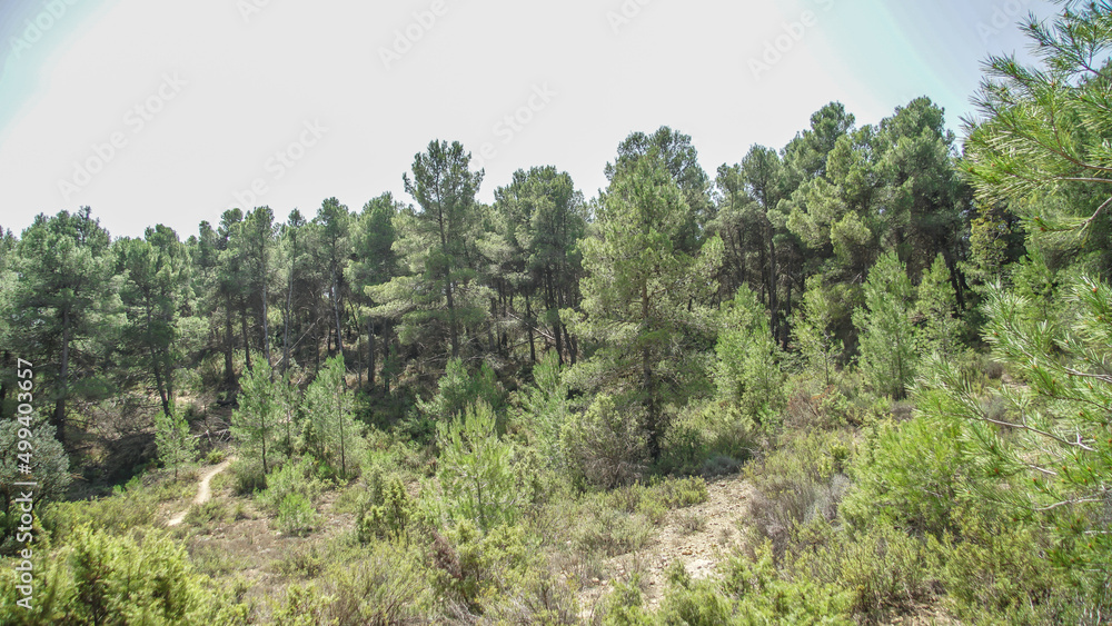 Bosque mediterráneo de pinos en su linde con Castilla La Mancha Bosque mediterráneo de pinos en su linde con Castilla La Mancha