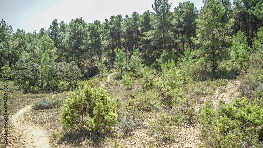 Bosque mediterráneo de pinos en su linde con Castilla La Mancha Bosque mediterráneo de pinos en su linde con Castilla La Mancha