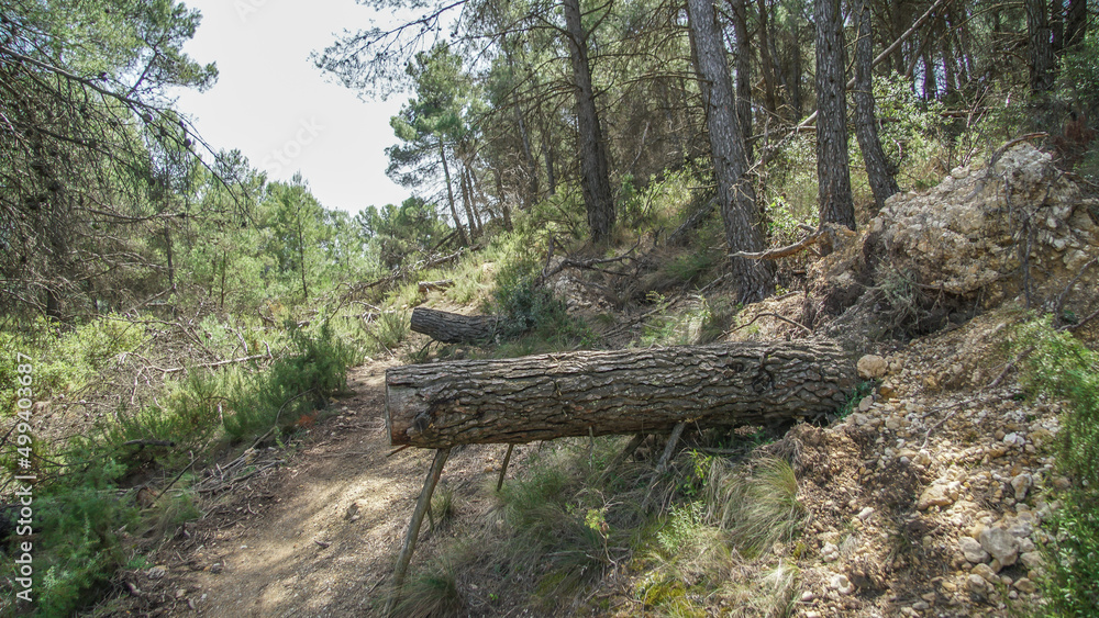 Sendas de los bosques mediterráneos para senderismo y mountain bike Sendas de los bosques mediterráneos para senderismo y mountain bike