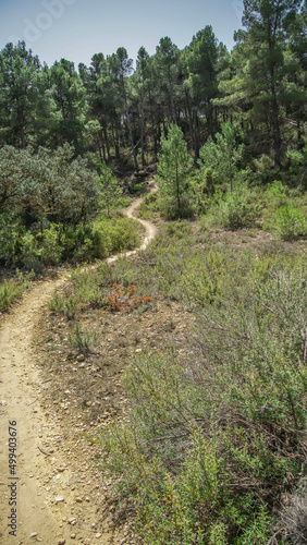 Sendas de los bosques mediterr  neos para senderismo y  mountain bike