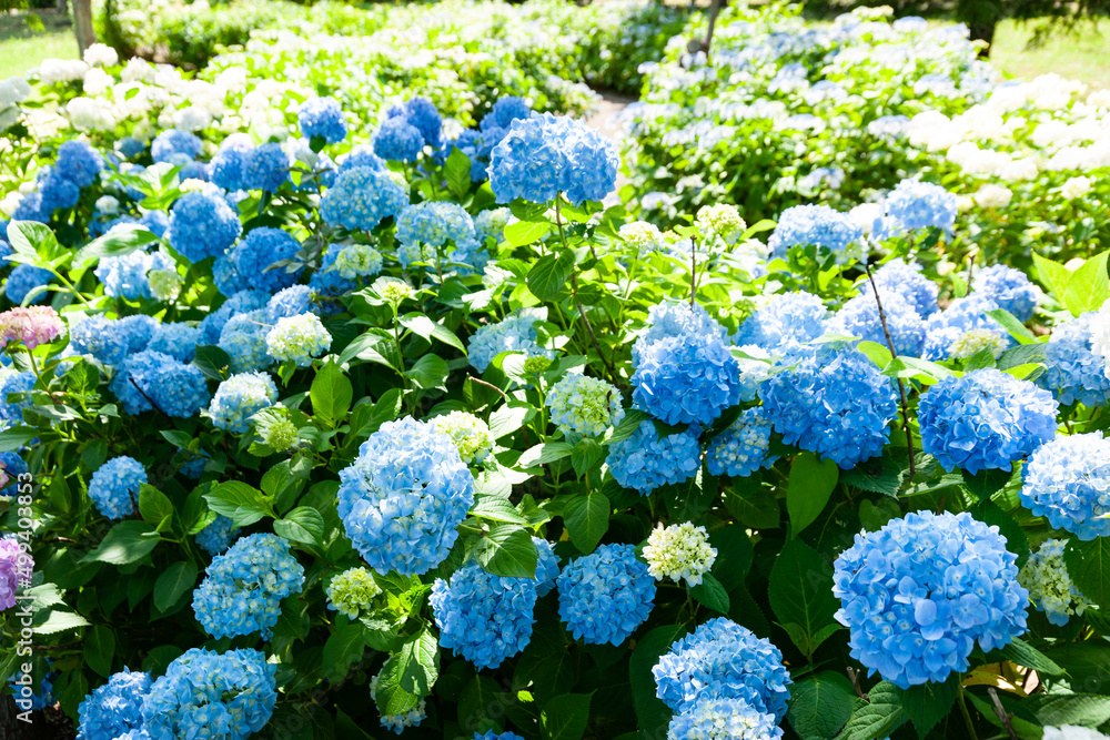 梅雨晴れの紫陽花 梅雨晴れの紫陽花