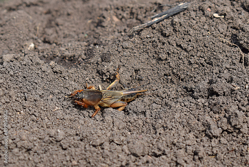 mole cricket insect, pest of agriculture.