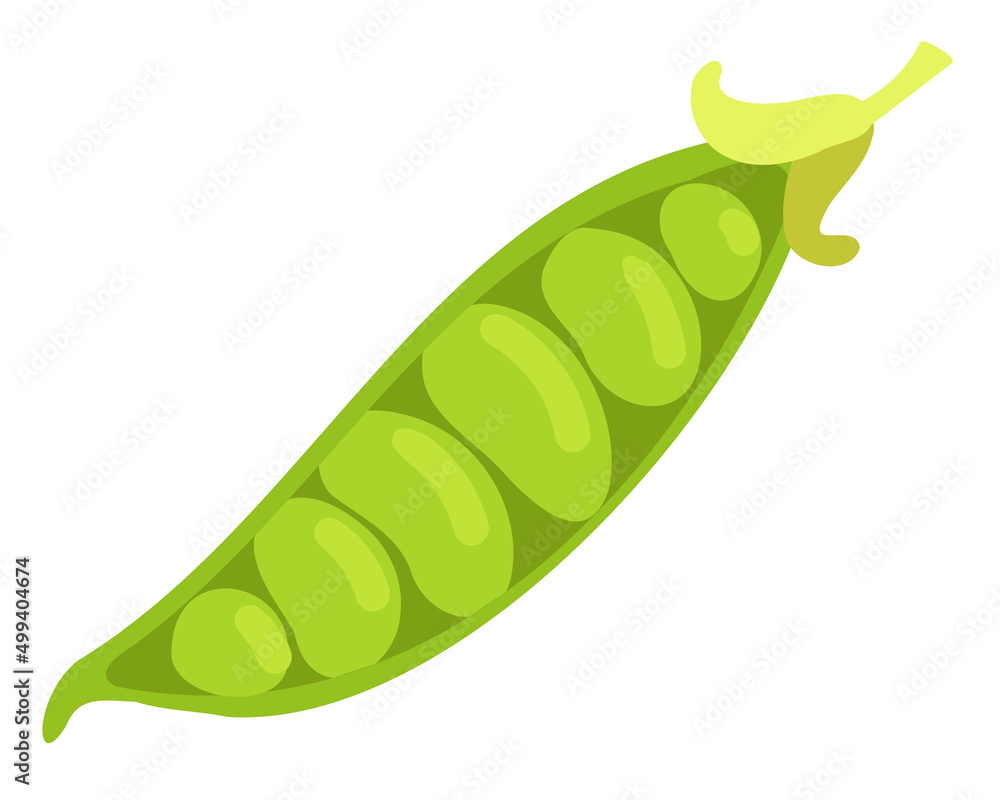 Vector illustration of a peas. Whole vegetable. Suitable for any designs and decorations related to organic food, vegetarian, vegan and garden. Vector illustration of a peas. Whole vegetable. Suitable for any designs and decorations related to organic food, vegetarian, vegan and garden.