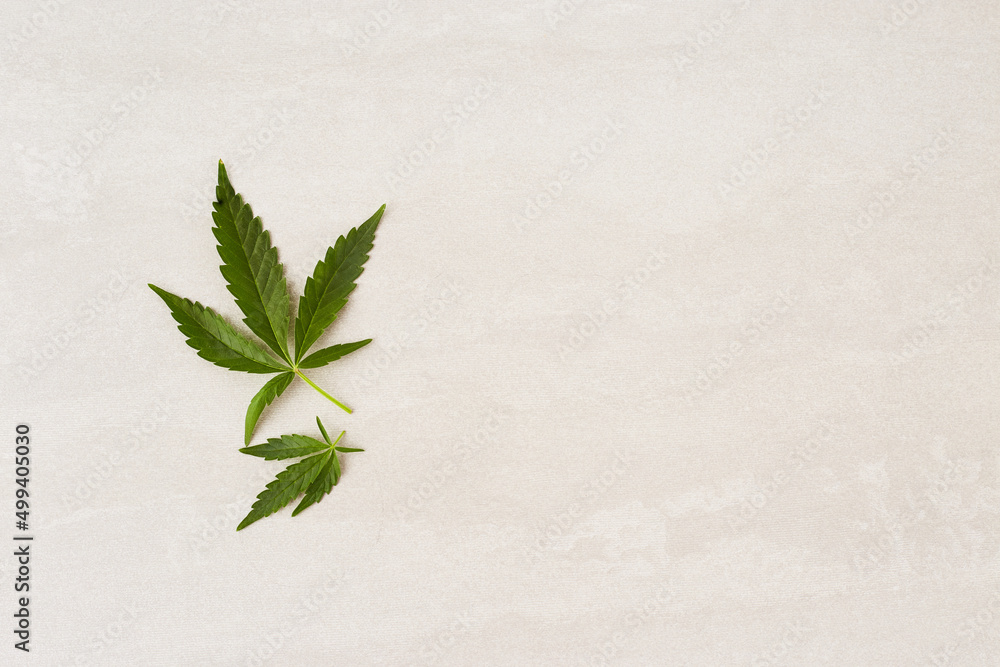 Marihuana leaf on a light background, top view with copy space. Fresh  canabis crop. Stock Photo | Adobe Stock