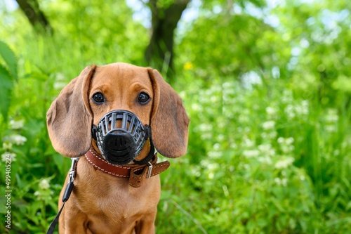 Slika na platnu A young puppy of a dachshund dog in a plastic muzzle and on a leash walks on the street in sunny summer weather