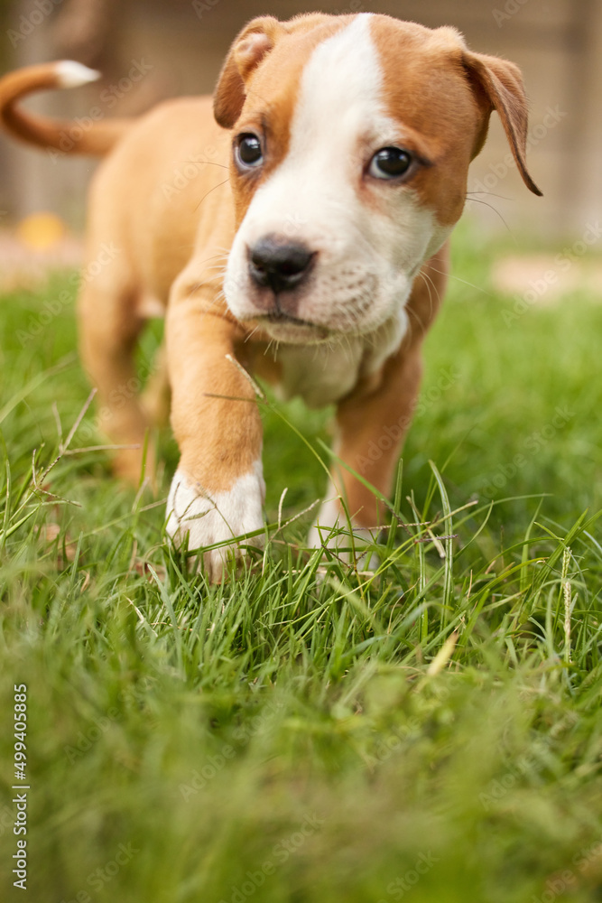 Stop and smell the freshly mowed grass. Shot of puppy frolicking in the grass.