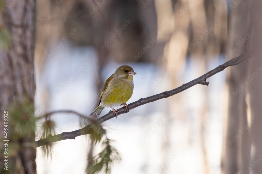 Fototapeta premium greenfinch bird sits on a tree branch in the forest on a sunny day