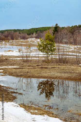 landscape in a spring forest with birches and fir trees with snow that has not had time to melt and puddles of melt water