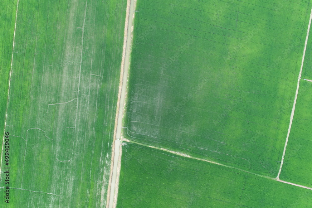 Green rice Fileds aerial view Thailand countryside Green rice Fileds aerial view Thailand countryside