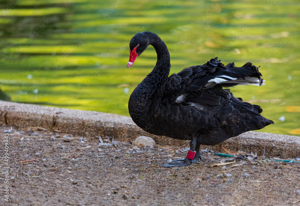 Obraz premium Beautiful black swan (Cygnus atratus) near water in the park on the asphalt. A bird stands on the edge of an asphalt road in the city. The red bill black swan in a wetland park. Wildlife and Animals.