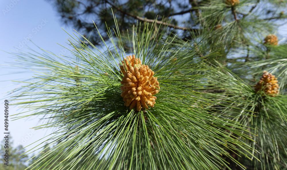 Naklejka premium Canary Pine Pinus canariensis cone full of pollen isolated close-up on a pine tree branch