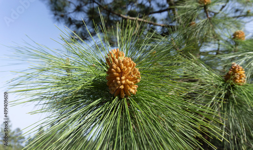 Canary Pine Pinus canariensis cone full of pollen isolated close-up on a pine tree branch photo