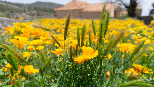 California poppies Eschscholzia californica or golden poppies and common oat in Tenerife, Canary Islands, Spain 