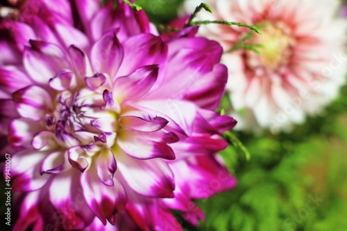 Modern background. Beautiful pink chrysanthemum close-up