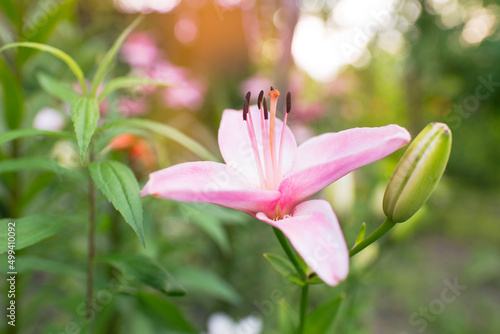 Beautiful lily flower on a background of green leaves. Summer floral background.	