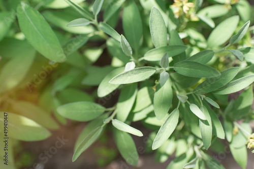 Sage is a plant in the garden. Spice. Green textured leaves of the plant. 