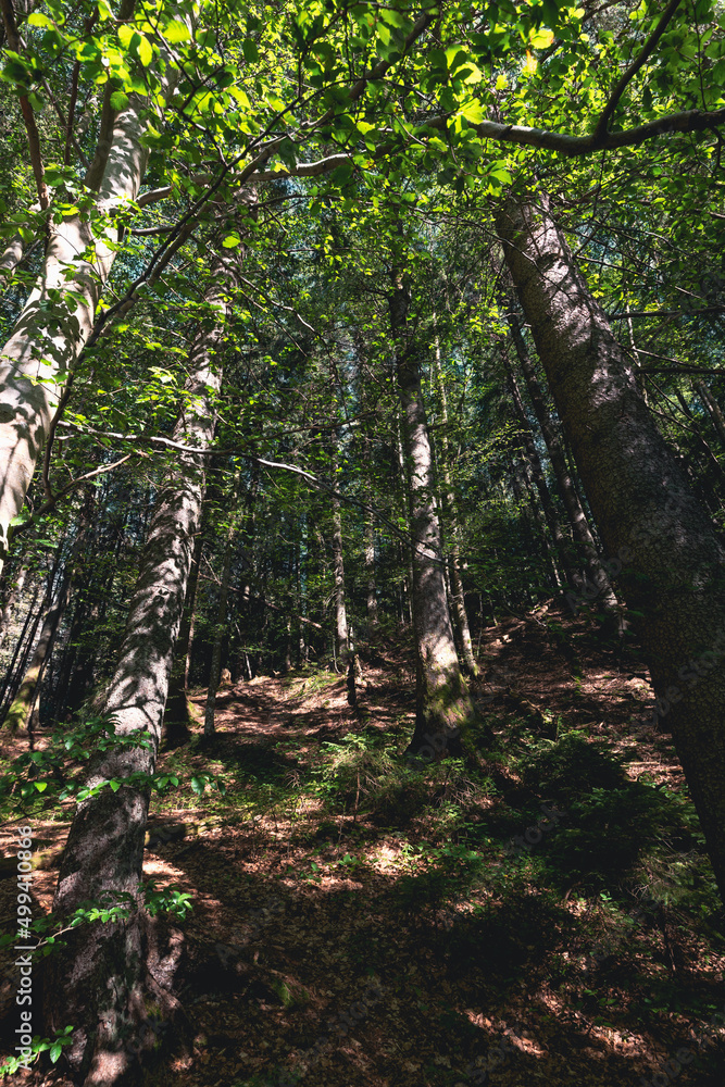 Fototapeta premium View of large trees in forest. Background wildlife.