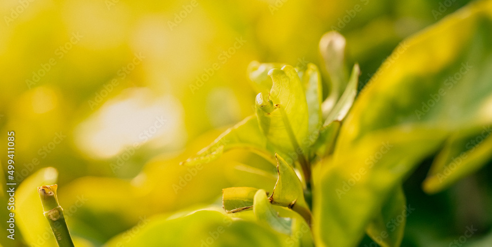Leaves growing and stand out from others. Warm sunlight and fresh feeling. Growth feeling. Leaves growing and stand out from others. Warm sunlight and fresh feeling. Growth feeling.