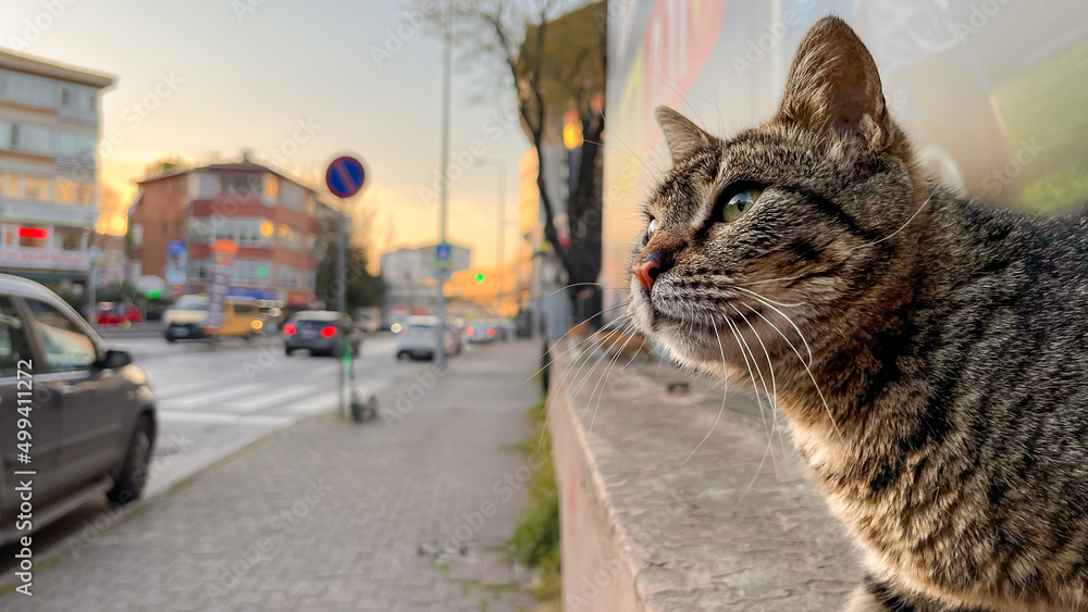 Obraz premium cat on the street of istanbul