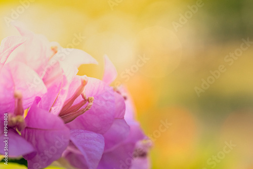 Bougainvillea flower with purple color in macro. Warm sunlight with blurry feeling and freshness. Tropical flower in hot area. Nice background and backdrop.
