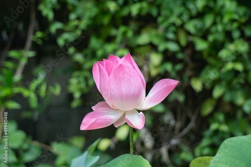 pink blooming lotus flower. © Tommy