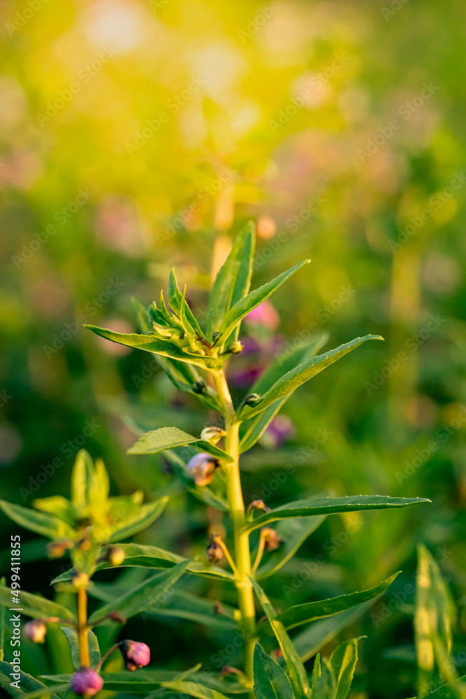 Flower and branch growing in pattern. Warm light feeling in garden. Copyspace and nice for background. wallpaper.