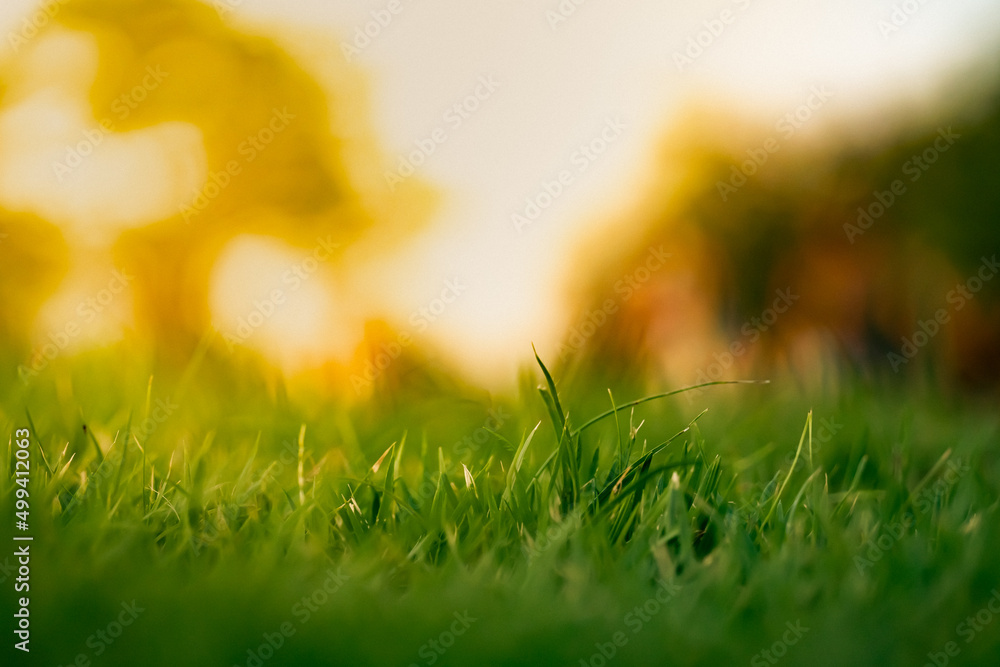 Obraz premium Green grass beautiful in a floor and garden place. beauty BG and backdrop. Football and field peace place.