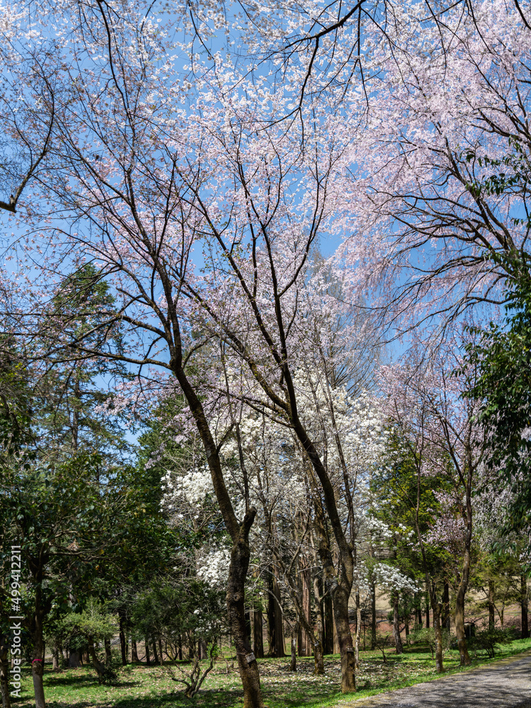 樹木公園は桜の世界