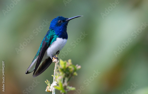 White-necked Jacobin hummingbird 