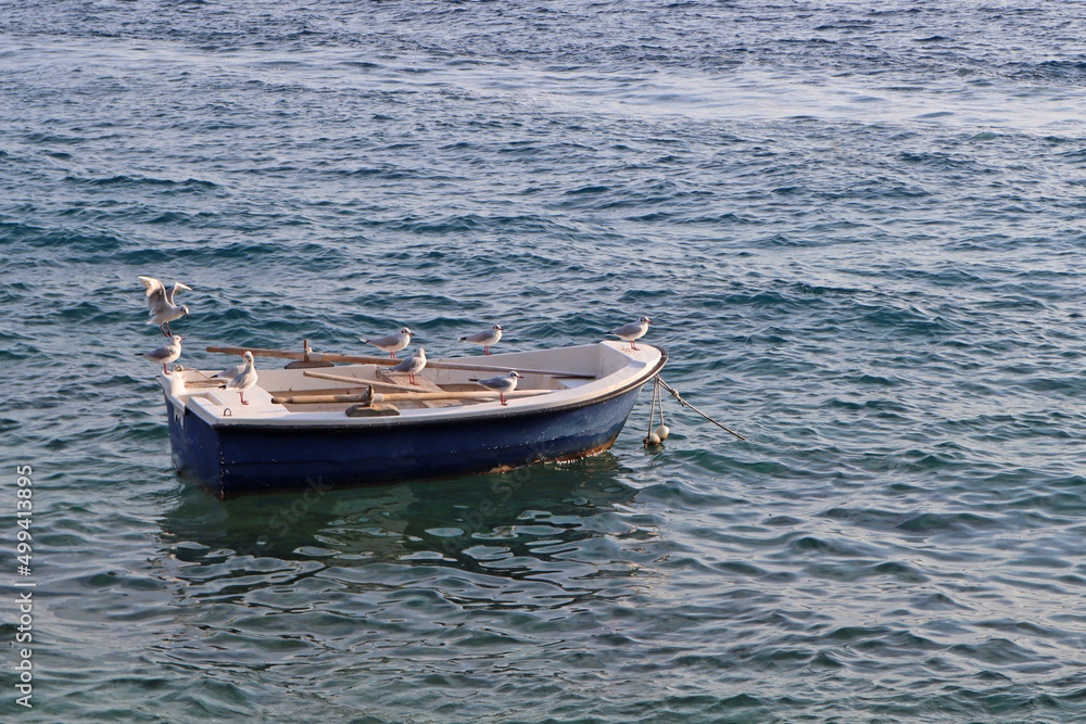 Sea birds seagulls on a fishing boat on the sea on a sunny summer day, Croatia