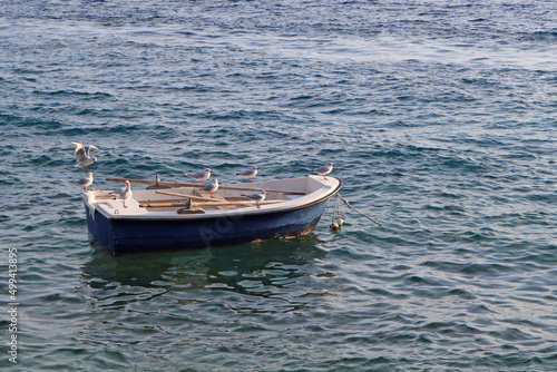 Sea birds seagulls on a fishing boat on the sea on a sunny summer day, Croatia © Vasilisa
