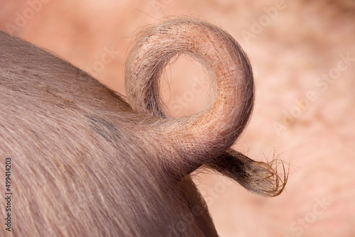 Natural curly hairly pigtail close up 
