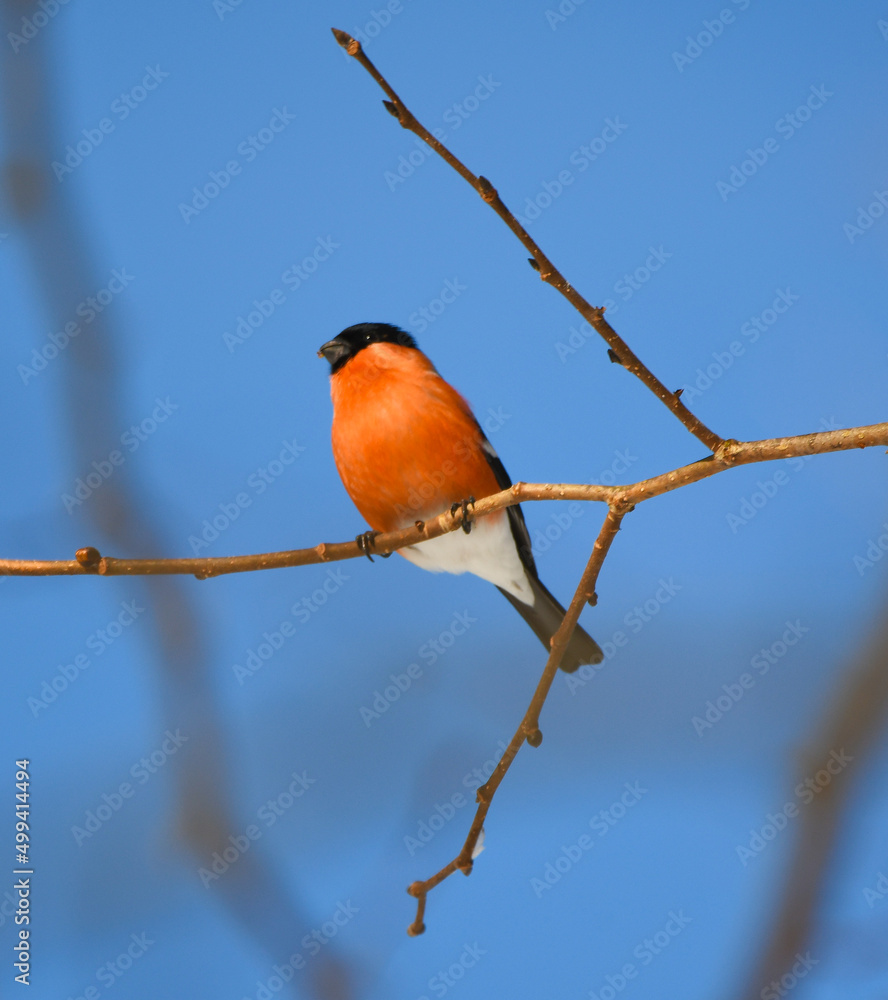 Male Bullfinch Pyrrhula pyrrhula in early spring with blue background Male Bullfinch Pyrrhula pyrrhula in early spring with blue background