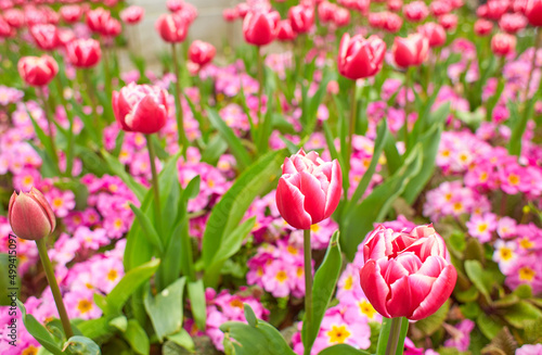 Vivid pink, red tulips with green leaves bloom in a garden in a spring day, beautiful outdoor floral background photographed with soft focus.