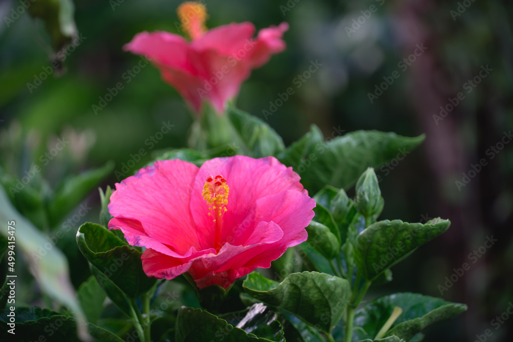 pink rose flowers pink rose flowers