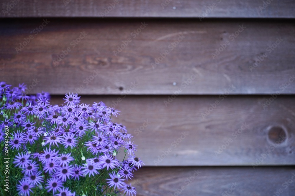 紫の花と木の家　木の壁　ロッジ