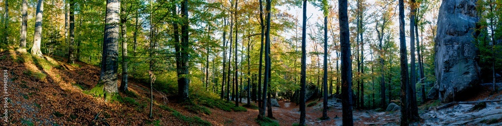 Naklejka premium Beauitful green forest photo. Pine trees and a path in the forest. Summer mountain background. Rila mountain, Bulgaria