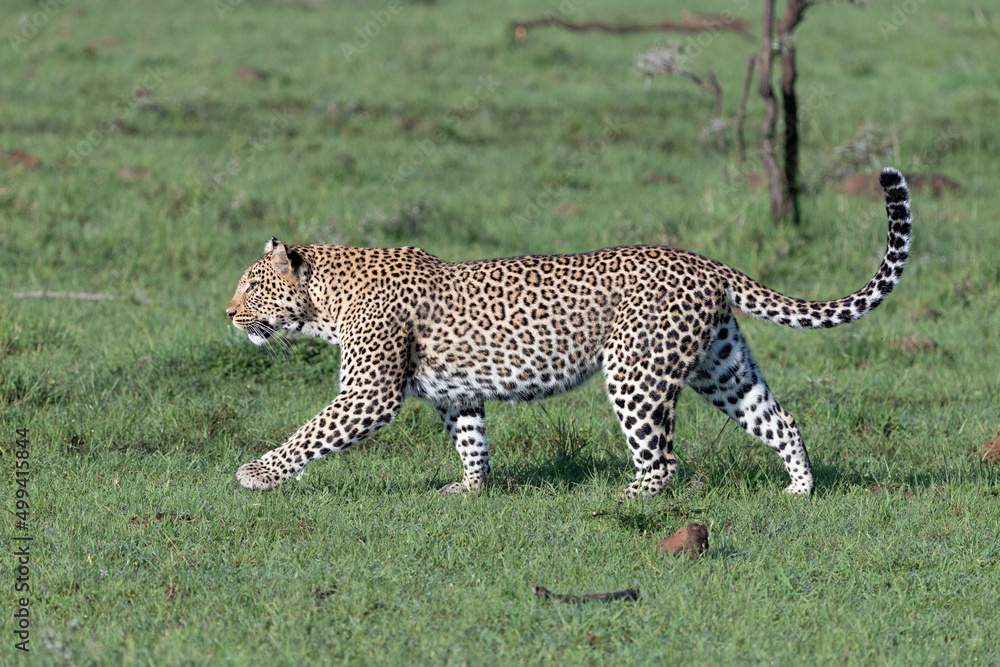 Fototapeta premium leopard in the grass of the Maasai Mara