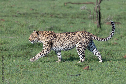leopard in the grass of the Maasai Mara
