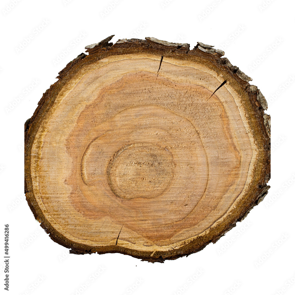 Saw cut tree close up isolated on white, top view, copy space. Saw cut tree close up isolated on white, top view, copy space.